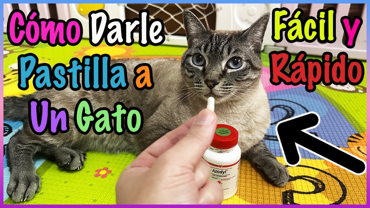 CÓMO DARLE UNA PASTILLA A UN GATO TU SOLO FÁCIL Y RÁPIDO