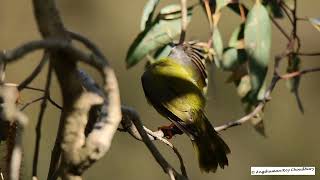 Bell miner @ Royal Botanical Garden, Melbourne