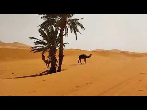 مرزوكة على انغام الصحراء تيناروين MERZOGA 