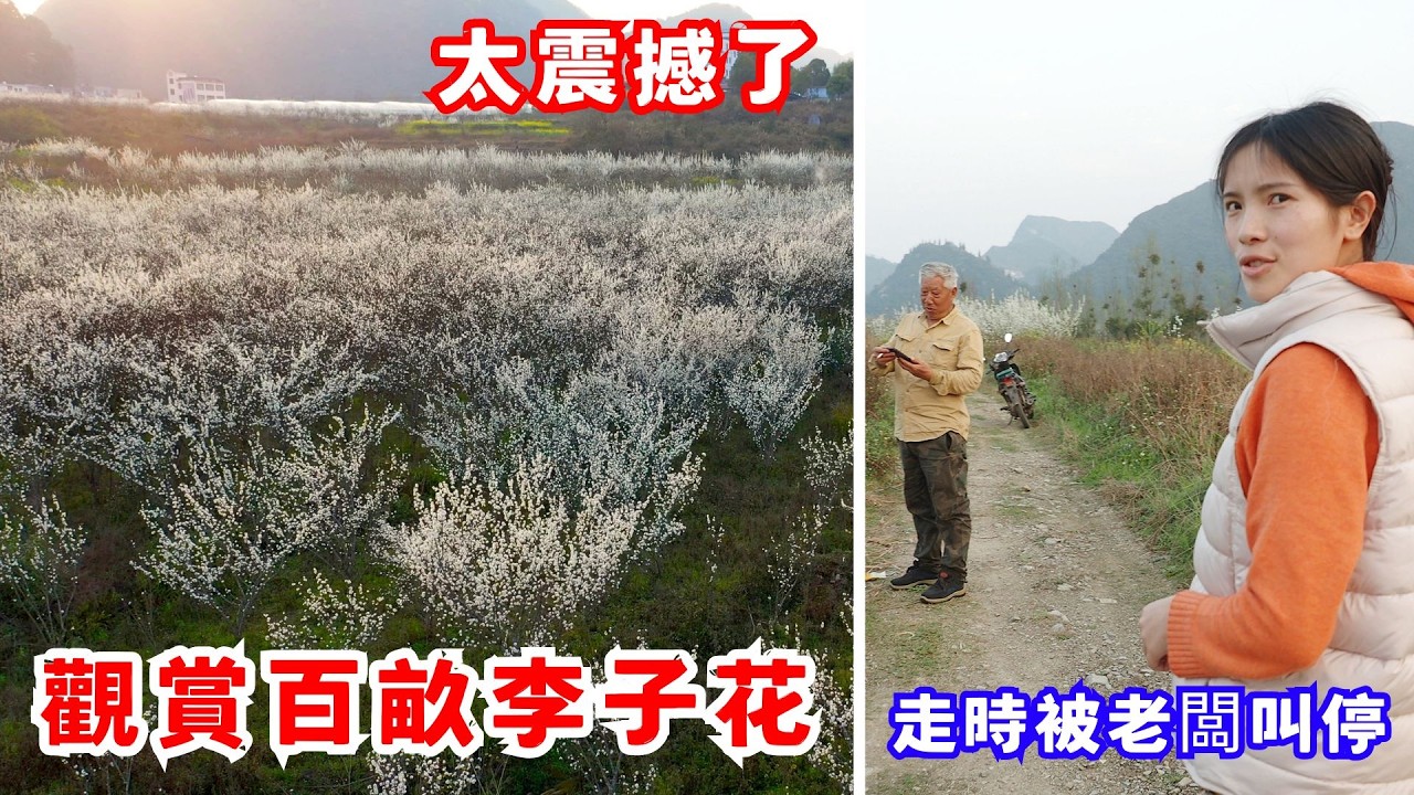 到百畝蜂糖李基地看花，太震撼了，白白的李子花配上夕陽，真是太美，觀賞完要走時老闆被老闆叫停