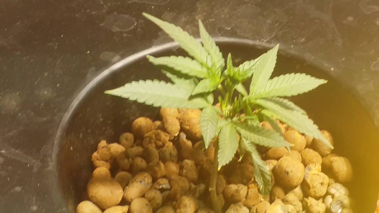 Deep water culture systems