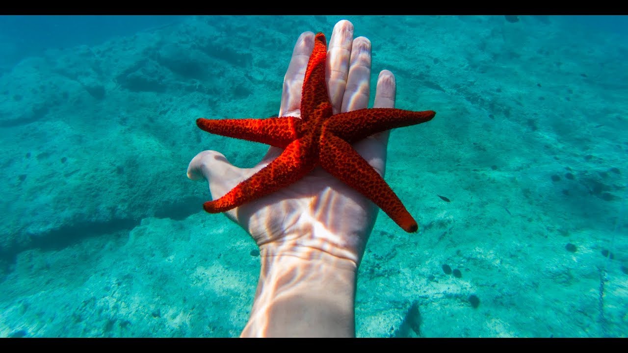 Isole Tremiti (Puglia) 2017 - Paradiso italiano - Wonderful place, wonderful sea, snorkeling
