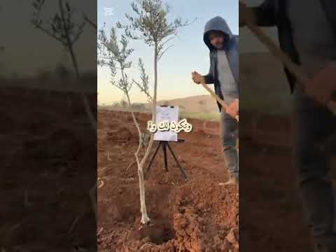 اغرس أشجار الزيتون وأرث الوطن في أرض فلسطين الحبيبة زيتون ونخيل فلسطين
