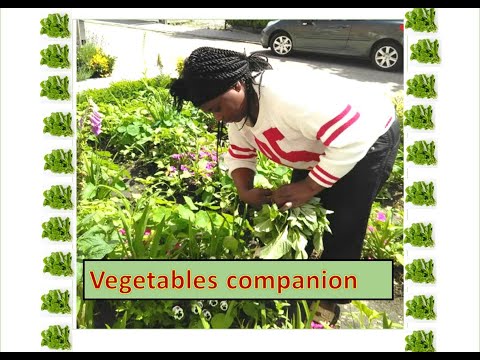 Organic vegetable companion to promote growth, increase yield, enhance flavour & deter pests.