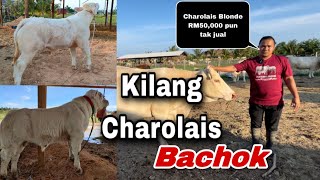 Kilang Charolais di Bachok mengumpul induk-induk betina terbaik