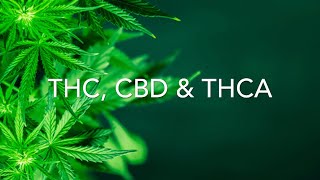 What is THC, CBD & THCA