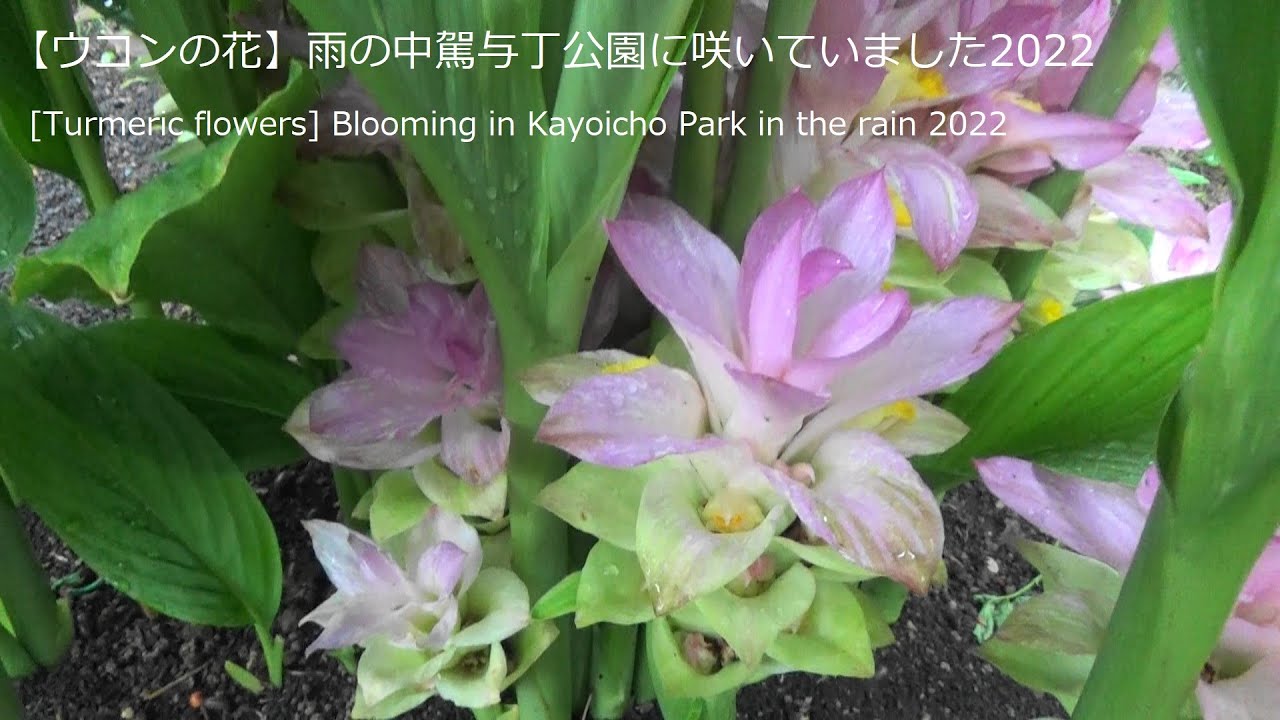 ウコンの花 雨の中駕与丁公園に咲いていました22 Turmeric Flowers Blooming In Kayoicho Park In The Rain 22 Youtube
