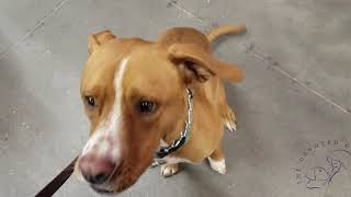 4 yr old Pit/Lab mix, Maple | Houston dog training by The Devoted Dog, LLC 282 views 4 years ago 9 minutes, 43 seconds