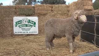 Lot 3 - Tara Park Merino Stud 2022