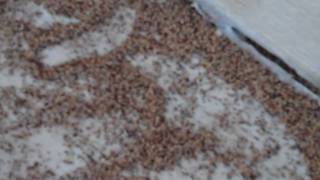 Drywood termite frass found by homeowner on back porch
