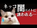 猫が闇バイトに誘われたらこうなります【猫アニメ】【コント】