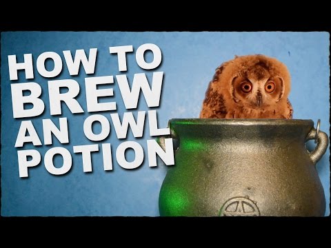 How To Brew A Magic Owl Potion