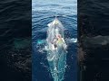 Sick Blue Whale Swimming in the Ocean  #whale