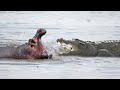 Hippo Vs Crocodile At The River - Who Is The Best?