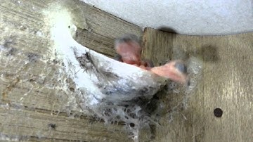 Bird Nest - Baby Swiftlet Survival