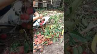 @JEREMY JEJO CARA MEMETIK RAMBUTAN DENGAN MUDAH