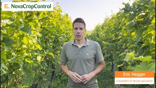 Trial with Plant sap analyses in Grapes 2024, Vlog #25