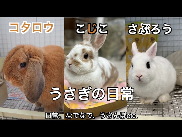 73うさぎの日常🐰】日常、なでなで、うさんぽなど我が家のうさぎちゃん