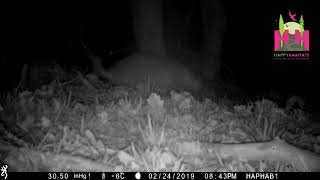 More of itchy scratchy badger