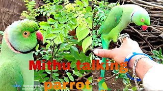 Learn How To Start Mithu Talking Parrot 2Top 25 Quotes On Mithu Talking Parrot
