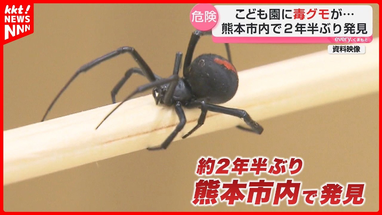 Discovered by children] A venomous spider, the redback spider, an