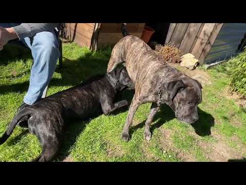 Cane Corso Dog breast feeding the biggest Puppy in the World.