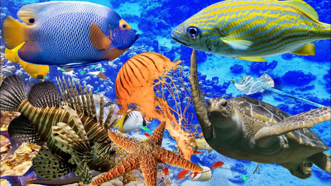Ocean Travel, Sea Animals, Whales, Sharks, Dolphins, Turtles, Crab, Shrimp