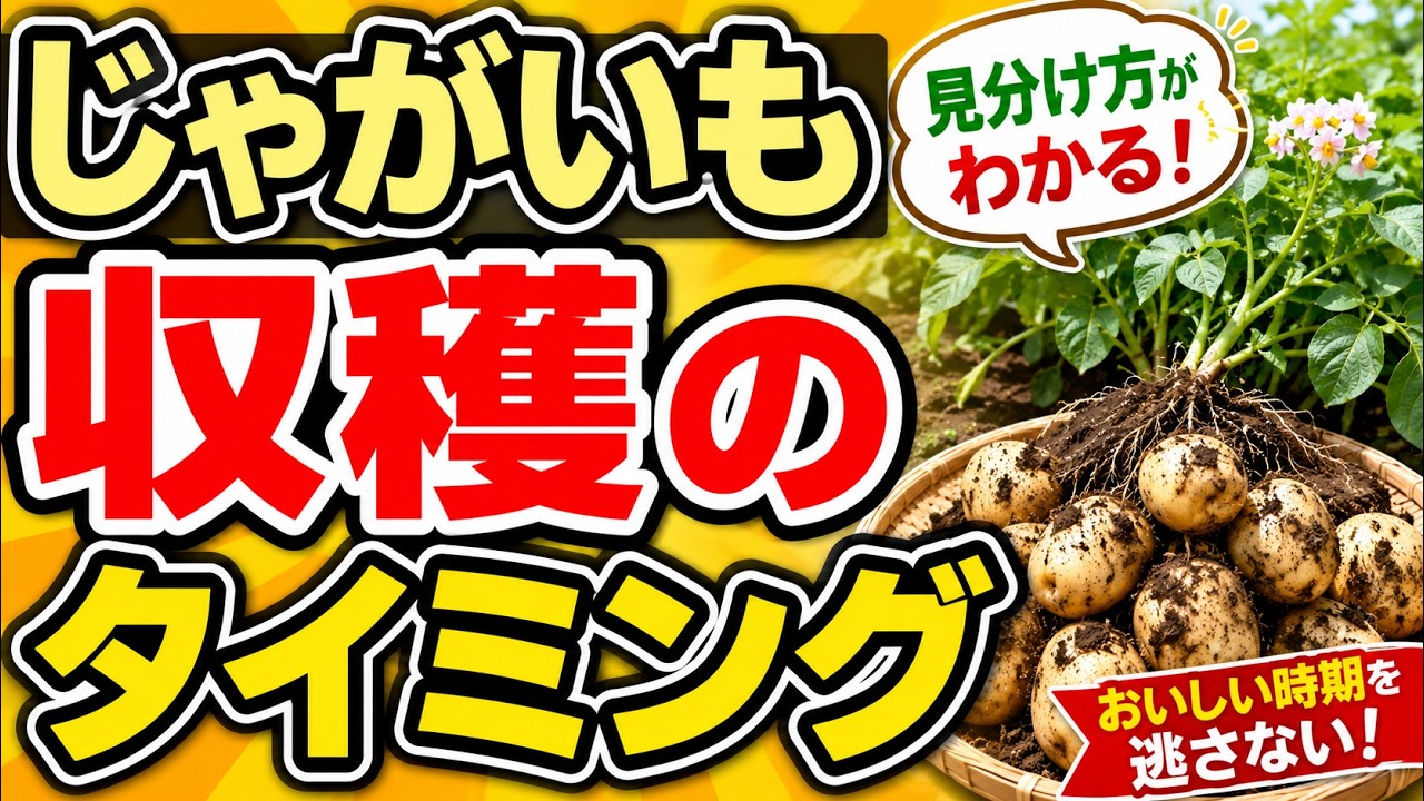 じゃがいも、掘るのが早いと大損！収穫どきが分かる3つのサイン - YouTube