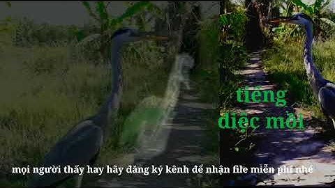 Tiếng diệc xám_ tiếng diệc mồi