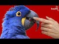 Czy papugi są niebezpieczne? - cz. 1