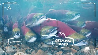Под Объективом: Как Мы Снимали Рыб На Камчатке