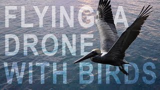 flying bird drone
