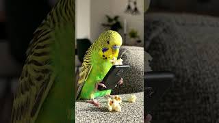 Freedom bird