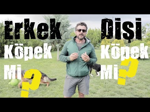 Dişi Köpek Mi - Erkek Köpek Mi