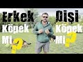 Dişi Köpek Mi - Erkek Köpek Mi