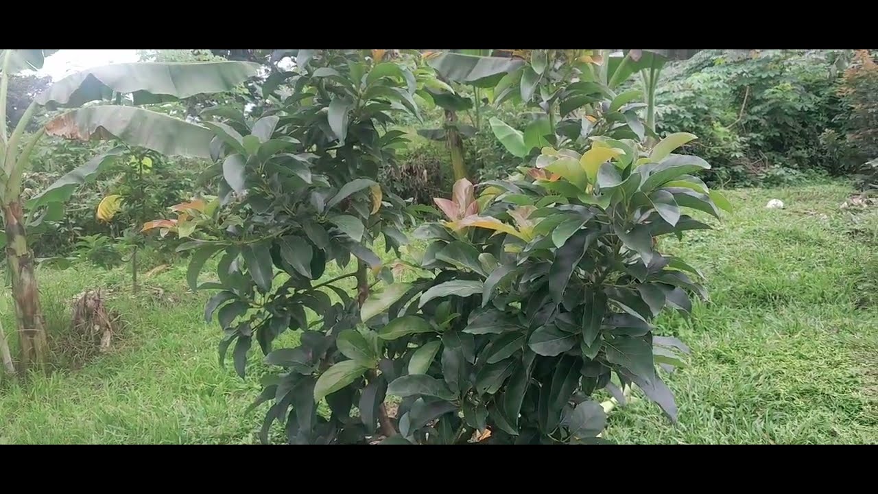 Perawatan alpukat yang baik