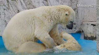 ララの激しい遊びにたじたじなこぐま