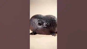 Дождевая лягушка 🐸 #биология #егэ #егэ2023 #огэ #biology #shorts
