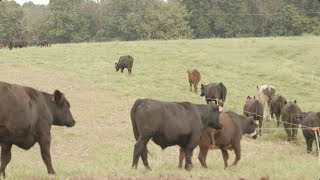 Marketing beef and non-GMO