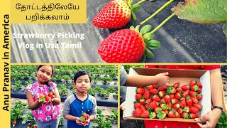 Strawberry picking in tamil | Usa tamil vlog | farmers market in usa | Anu pranav in america