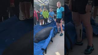 Manatee Release #shorts #florida #manatee