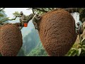 Honey Hunting Tradition Wild Honey Collection in Southeast Asia