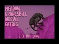 Meadow Cranesbill Weevil eating