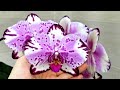 Орхидеи с названиями. Домашнее цветение орхидей с названиями.