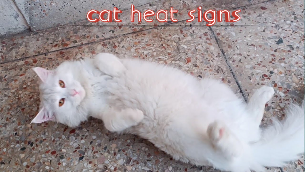 My cat in Heat first time intresting videos sweet kittens Tv YouTube