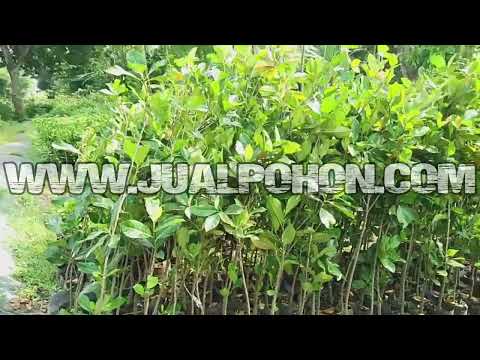 Jual Pohon Buah Nangka Merah 1,5  Meteran Siap Berbuah