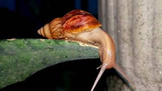 Snails: The Hidden Uniqueness of Slow Motion