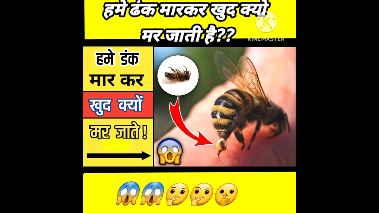 मधुमक्खी क्यो मर जाती है??।why bee dies after biting us??🤔🤔🤔😱🤯 #viral #youtubeshorts #facts