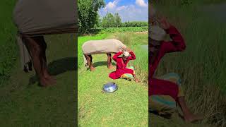 The Cow Came And Overturned The Pot.