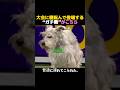 大会に寝転んで登場する“ガチ勢”がこちら